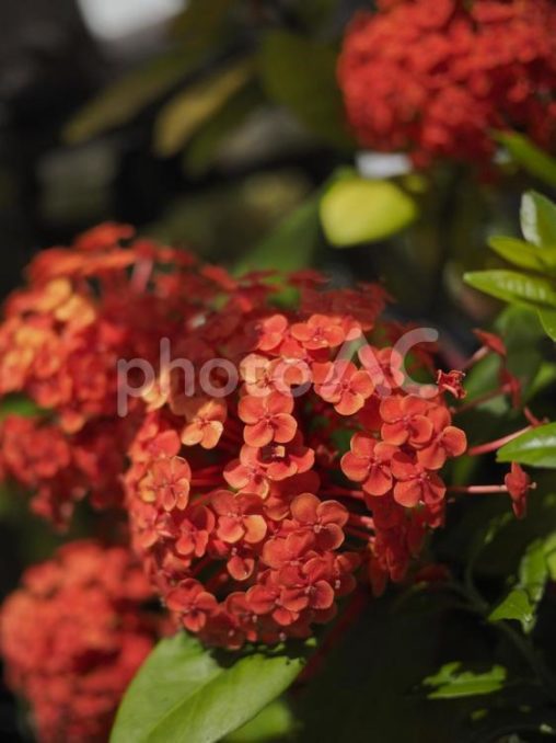 サンタンカ、イクソラ（沖縄県那覇市）