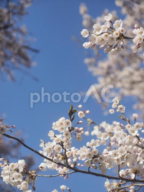 ソメイヨシノ（北海道札幌市、中島公園）