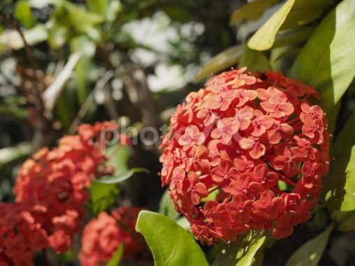 サンタンカ、イクソラ（沖縄県那覇市）