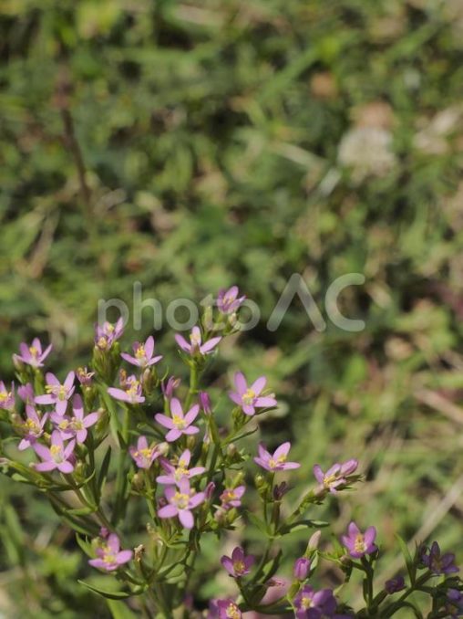 ハナハマセンブリ（沖縄県那覇市）