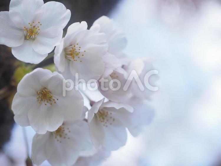 ソメイヨシノ（北海道札幌市、中島公園）