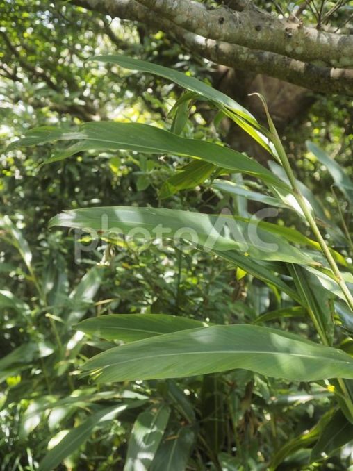 月桃の葉（沖縄県那覇市）