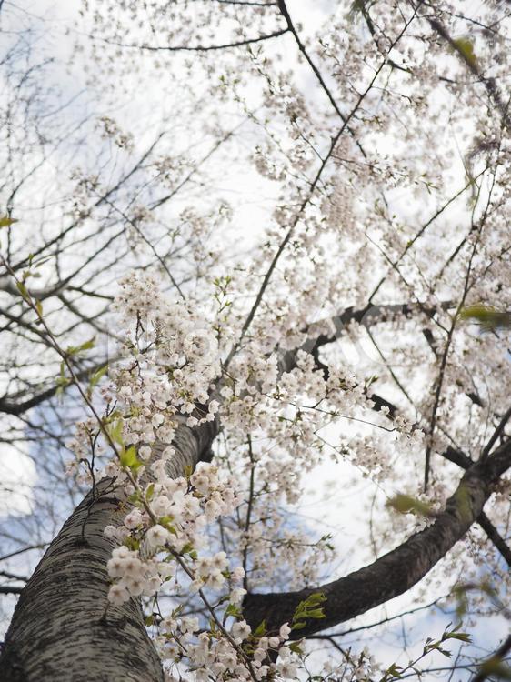 ソメイヨシノ（北海道札幌市、大通公園）