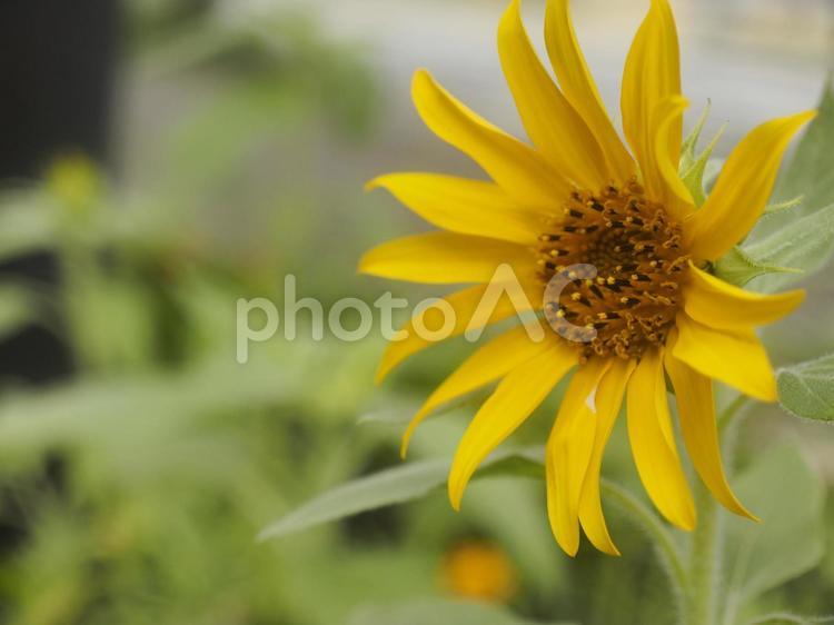 小さなひまわり（沖縄県浦添市）