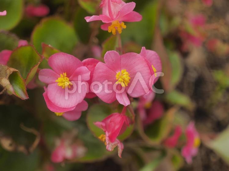 花壇に咲いたベゴニア（沖縄県浦添市）