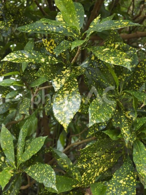 クロトン（沖縄県那覇市）