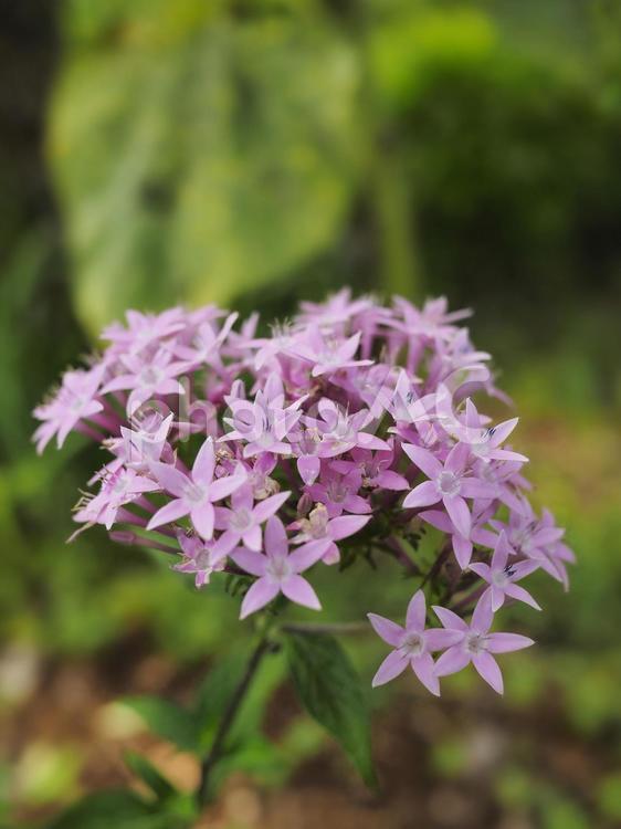 クササンタンカ、ペンタス（沖縄県那覇市）