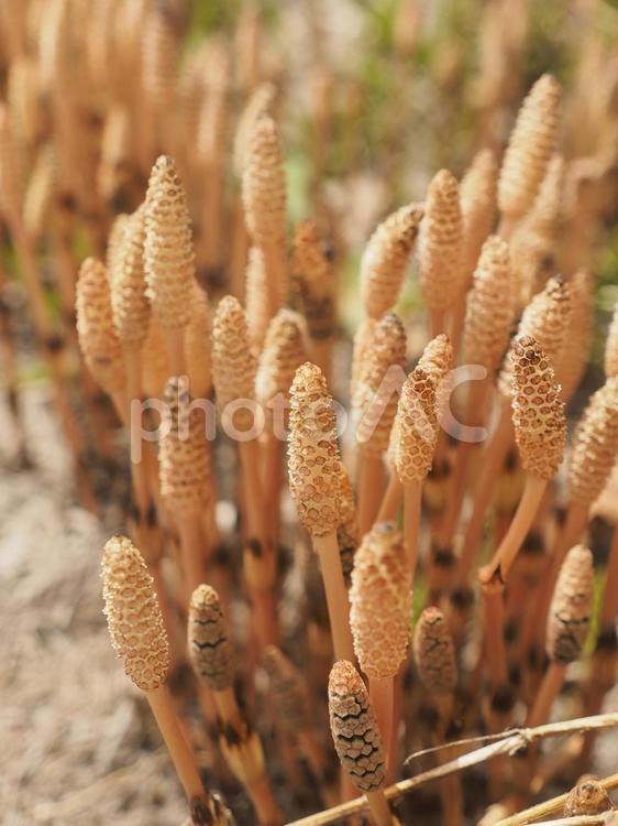 つくし（北海道余市町）