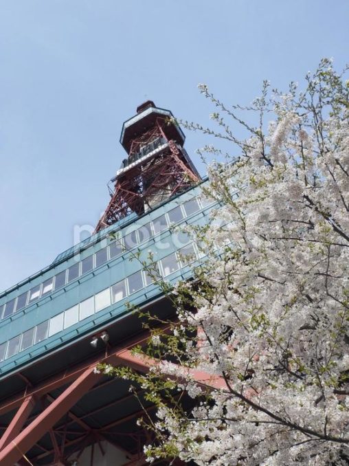 桜とさっぽろテレビ塔（北海道、大通公園）