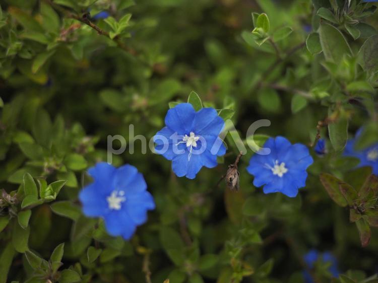 アメリカンブルー（沖縄県那覇市）