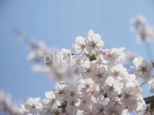 ソメイヨシノ（北海道札幌市、円山公園）