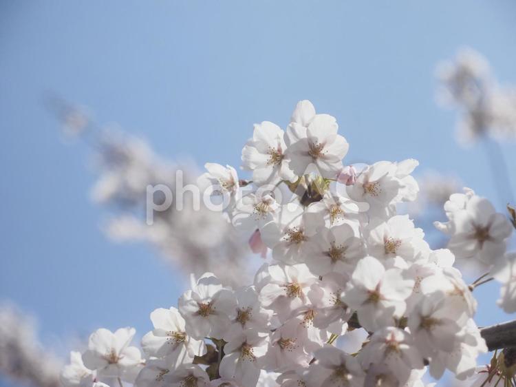 ソメイヨシノ（北海道札幌市、円山公園）