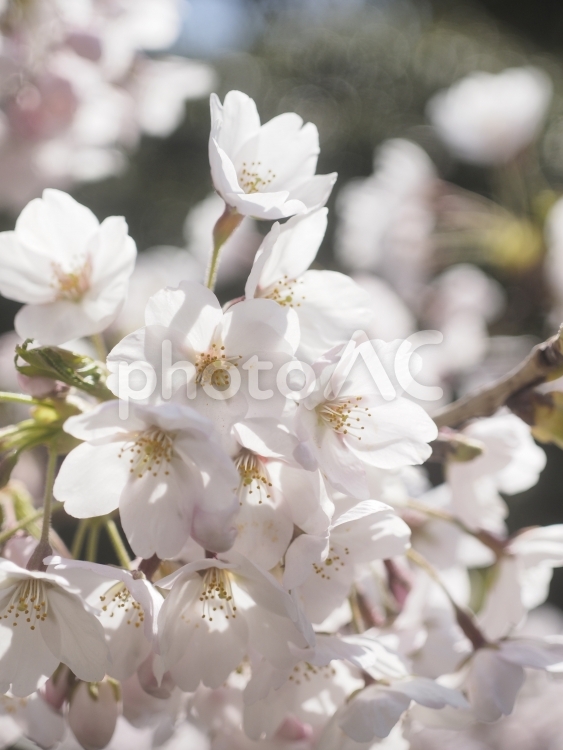 ソメイヨシノ（北海道札幌市、円山公園）