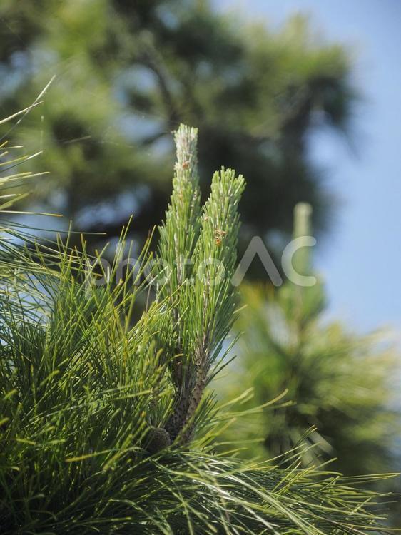 リュウキュウマツの新葉（沖縄県那覇市）