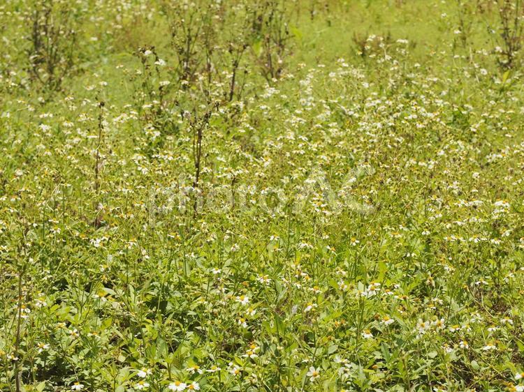 センダングサの花（沖縄県中城村）
