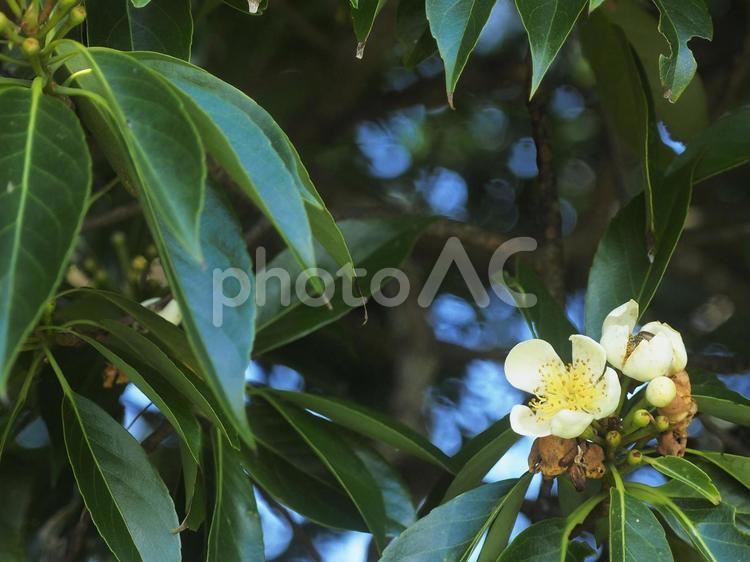 イジュの花（沖縄県名護市）