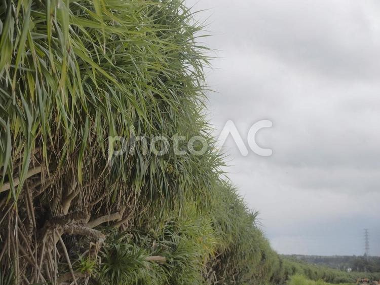 アダンの防風林（沖縄県金武町）