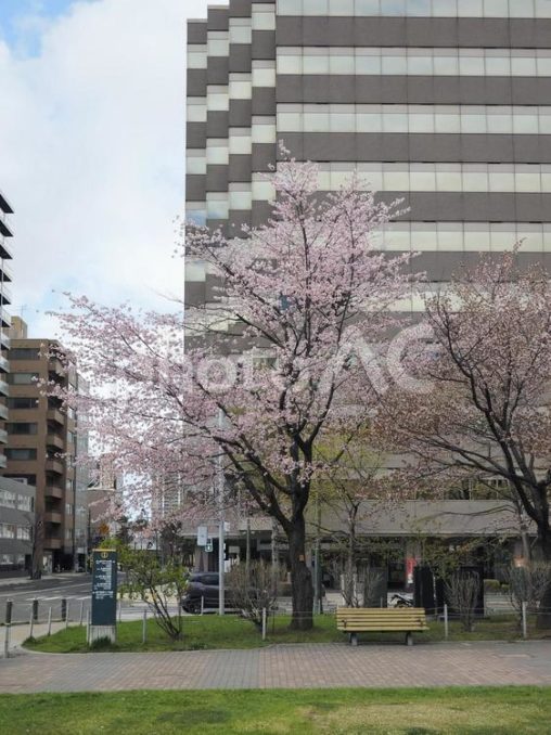 街のサクラ（北海道札幌市、大通公園）