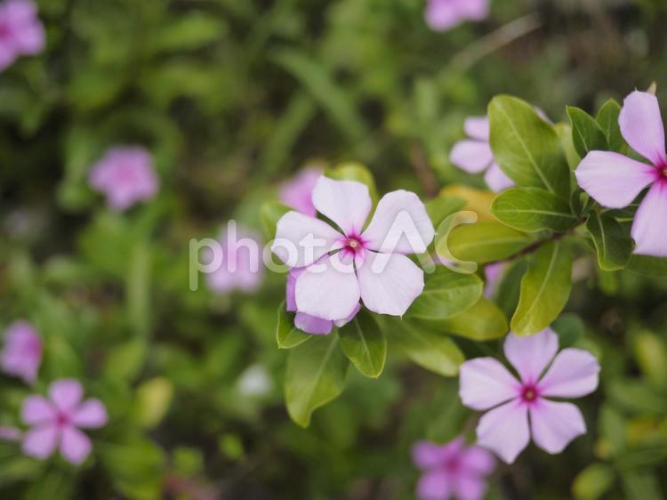 ピンクのニチニチソウ（沖縄県那覇市）
