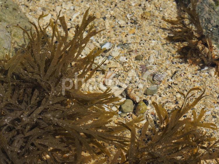 浅瀬の海藻（沖縄県宜野座村）
