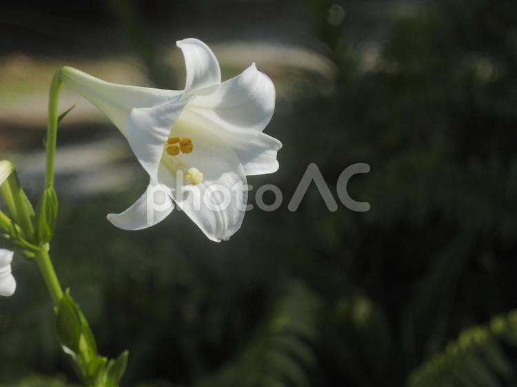 リュウキュウユリ（沖縄県那覇市）