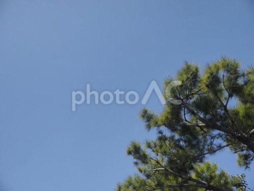 リュウキュウマツと青空（沖縄県那覇市）