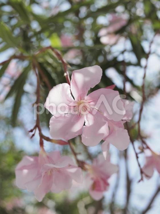 キョウチクトウ、ピンクの花（沖縄県那覇）