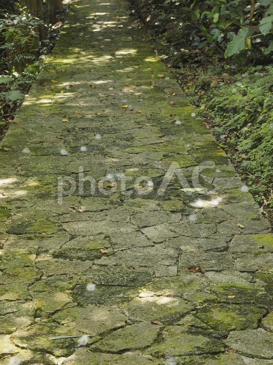 落下したトックリキワタ種綿たち（沖縄県）