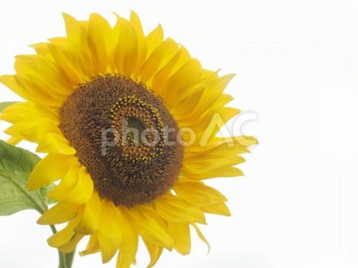 曇り空とひまわり（沖縄県浦添市）