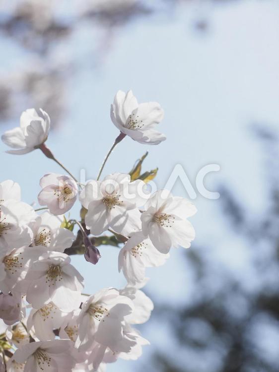 ソメイヨシノ（北海道札幌市、円山公園）