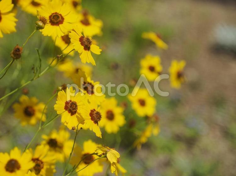 ハルシャギク（沖縄県那覇市）