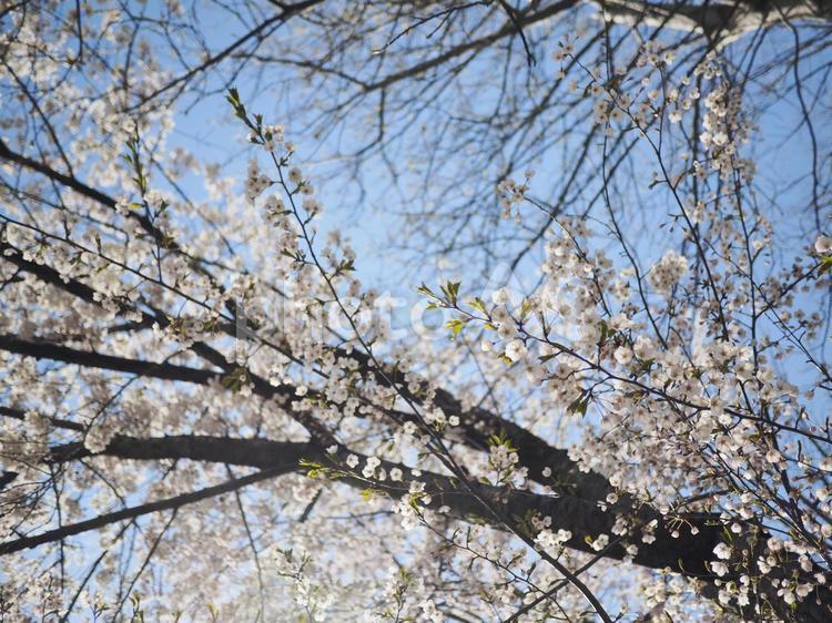 ソメイヨシノ（北海道札幌市、大通公園）
