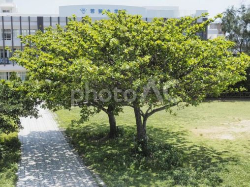 公園のモモタマナの木（沖縄県那覇市）
