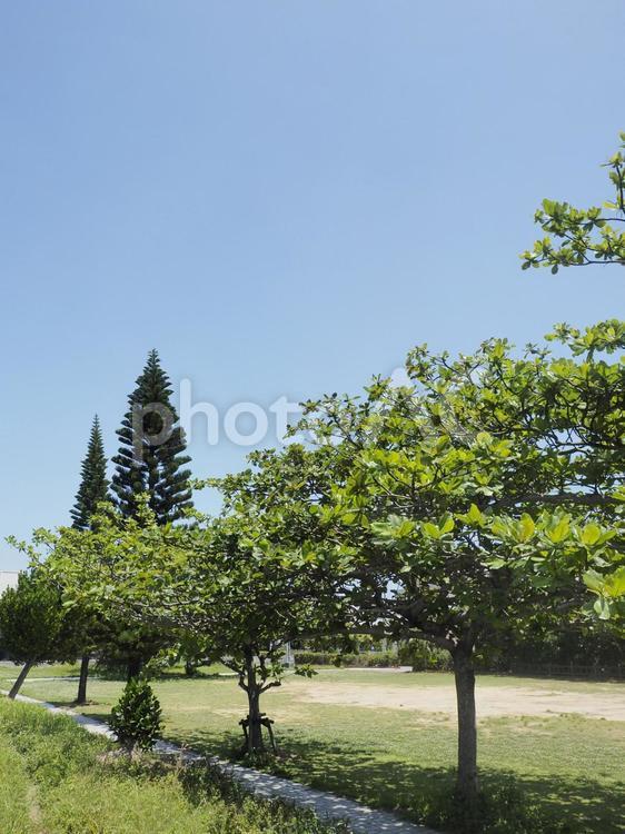 公園のモモタマナの木（沖縄県那覇市）
