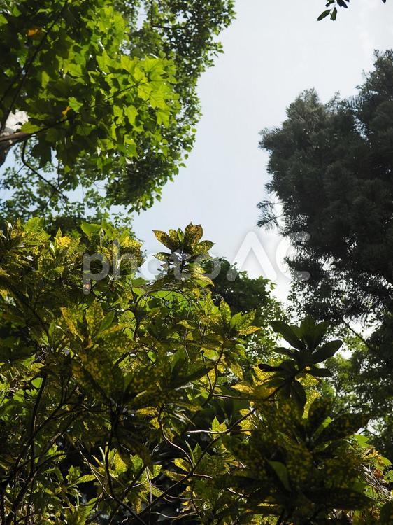 見上げた沖縄の森、クロトンの葉