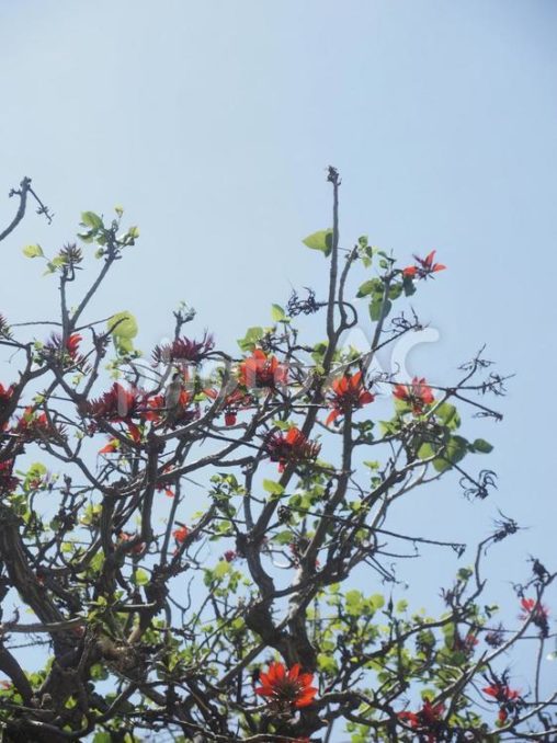 デイゴの木（沖縄県那覇市）