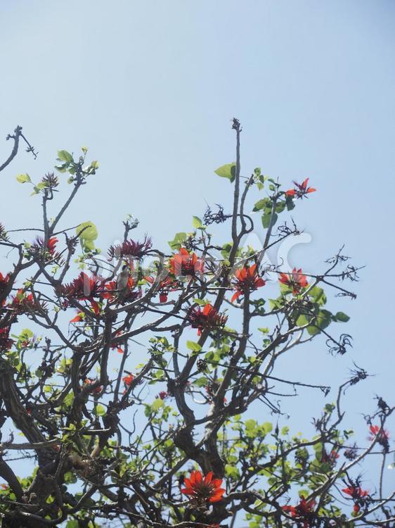 デイゴの木（沖縄県那覇市）