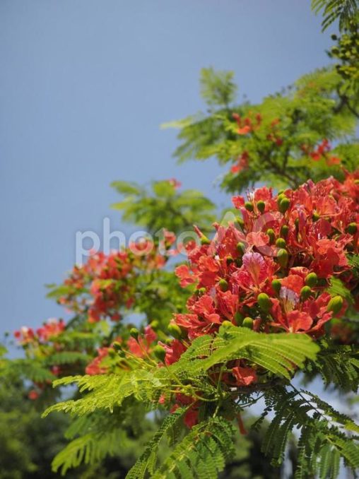 青空とホウオウボクの花（沖縄県浦添市）