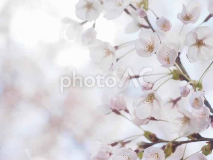 ソメイヨシノ（北海道札幌市、中島公園）