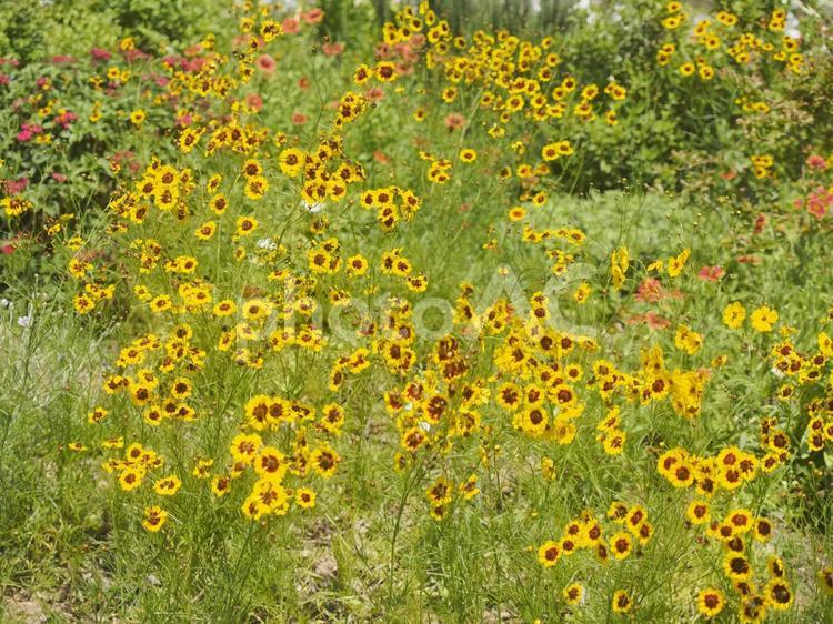 ハルシャギク（沖縄県那覇市）