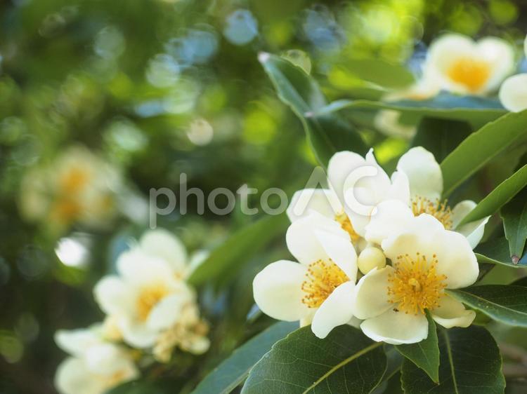 イジュの花（沖縄県名護市）