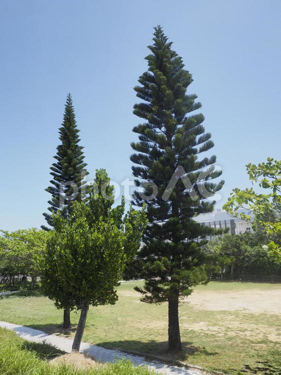 公園のシマナンヨウスギ（沖縄県那覇市）