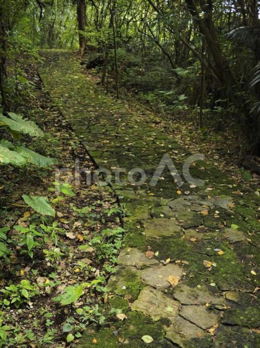 末吉公園の林道（沖縄県那覇市）