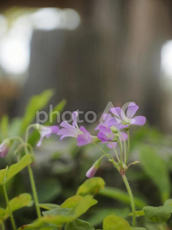 ムラサキカタバミ（沖縄県那覇市）