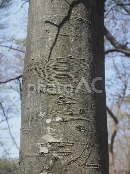 ブナの木の幹（北海道札幌市、円山原始林）