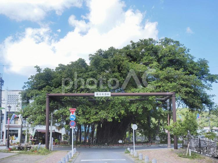 名護のひんぷんガジュマル（沖縄県名護市）