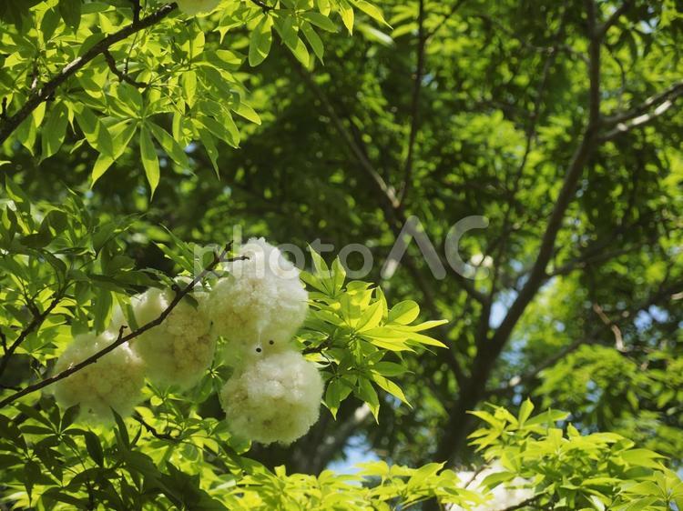 トックリキワタの綿（沖縄県那覇市）