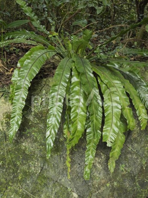 オオタニワタリ（沖縄県那覇市）