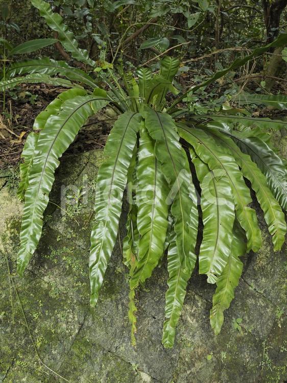 オオタニワタリ（沖縄県那覇市）