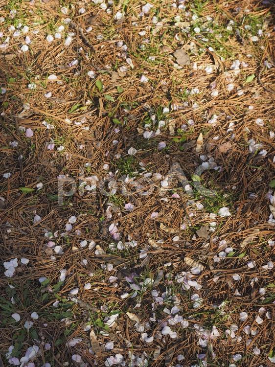 さくらの花びら（北海道札幌市、中島公園）